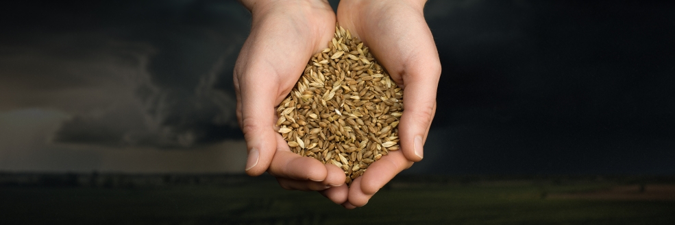 Cupped hands holding grains. Dark background.