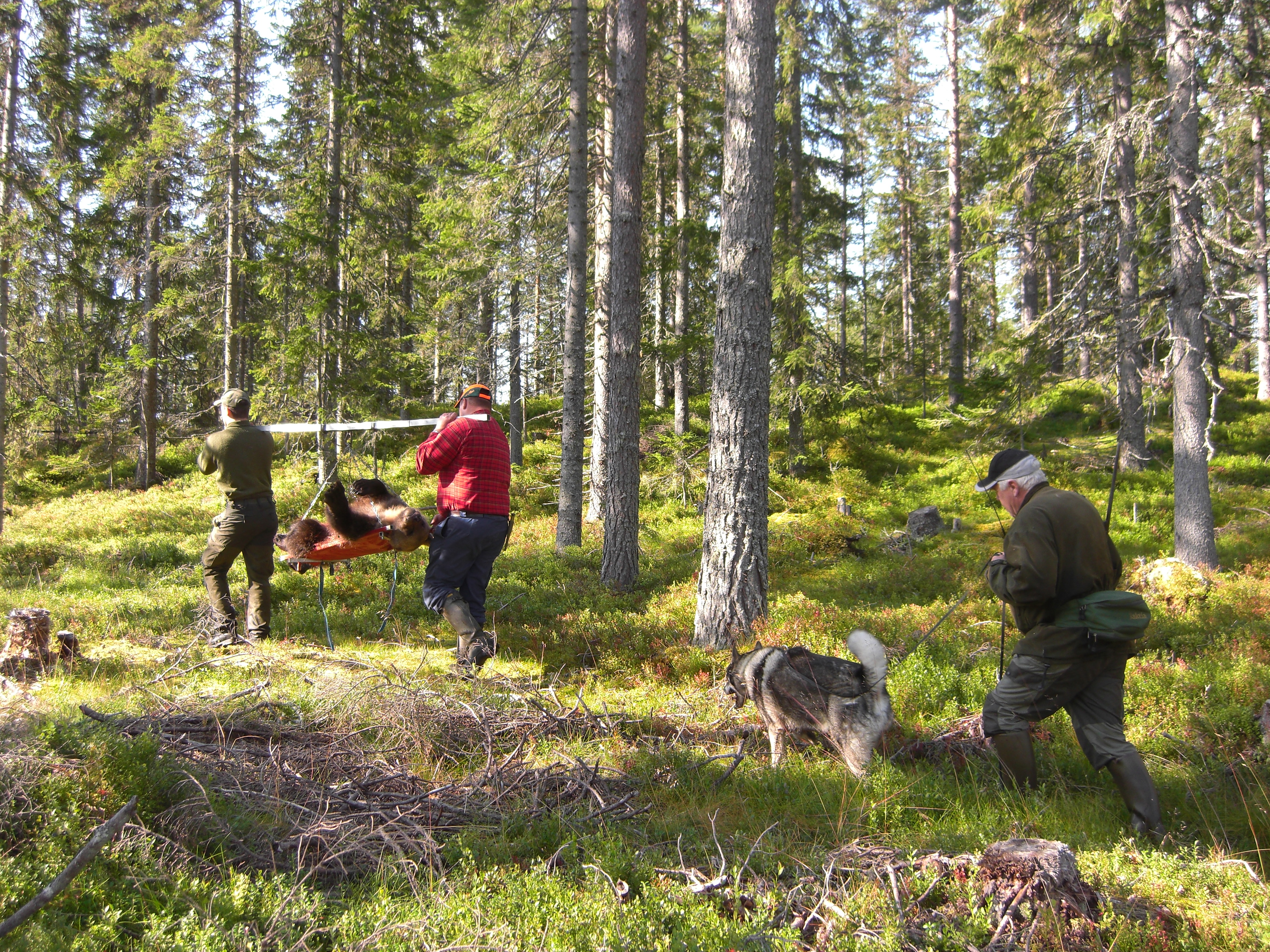 - That bears think about the risk of being shot by a hunter actually makes them less efficient foragers, Professor Jon Swenson explains. This picture from August 2008 in Sweden during the bear hunting season shows members of a hunting team (and a hunting dog) that are moving a hunter-killed bear. Photo: Richard Bischof