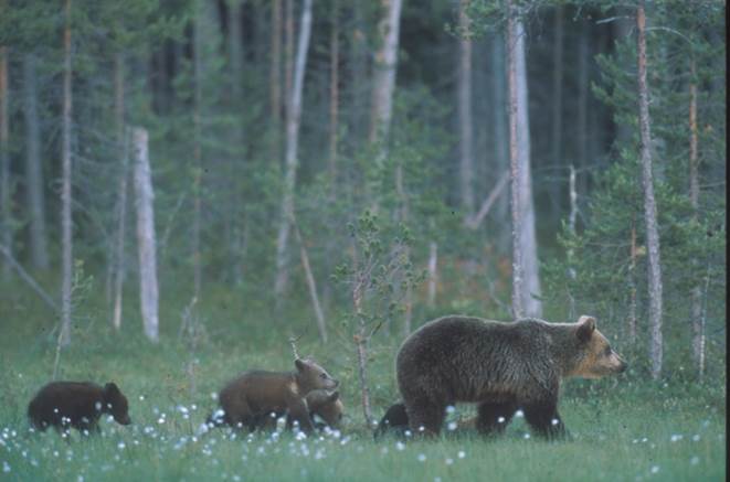 Professor Jon Swenson and Professor Atle Mysterud of the 2015/2016 CAS project Climate effects on harvested large mammal populations say that a baby bear has a 30-40% chance of dying during the first year of life. Photo: S. Widstrand