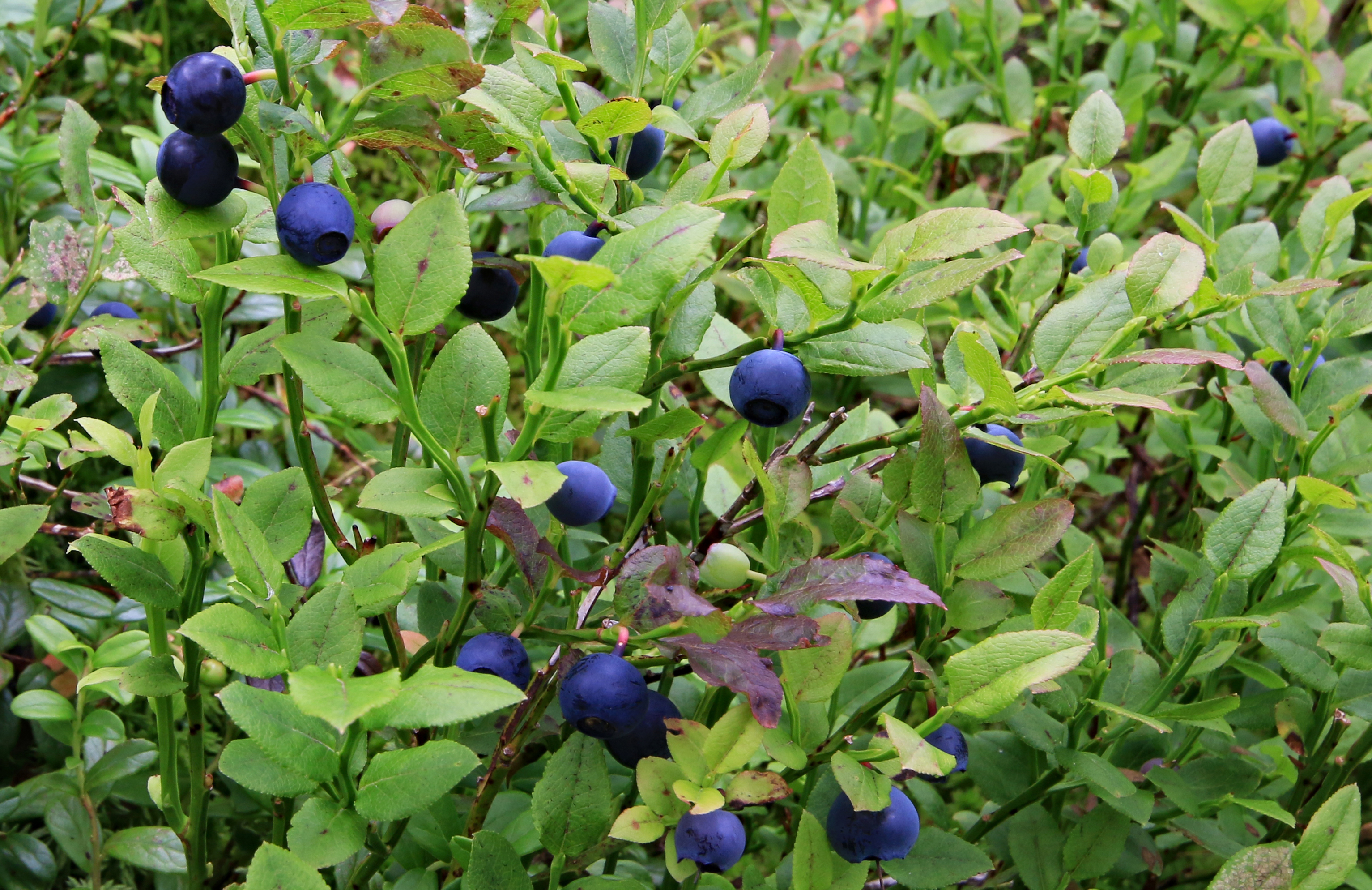 - We expect that climate change will cause a significant negative effect on the main foods that Scandinavian bears use to obtain fat for their winter hibernation; blueberries, crowberries, and lingonberries, Professor Jon Swenson says.  