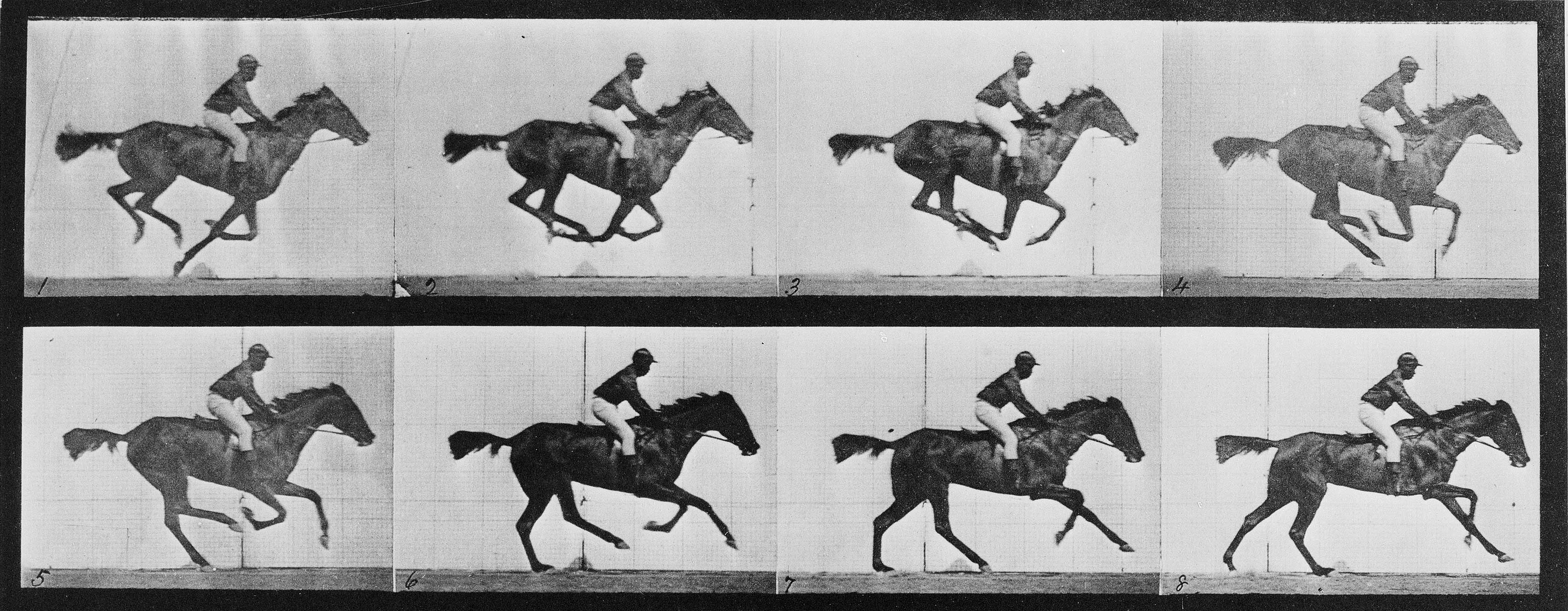 Muybridge horses