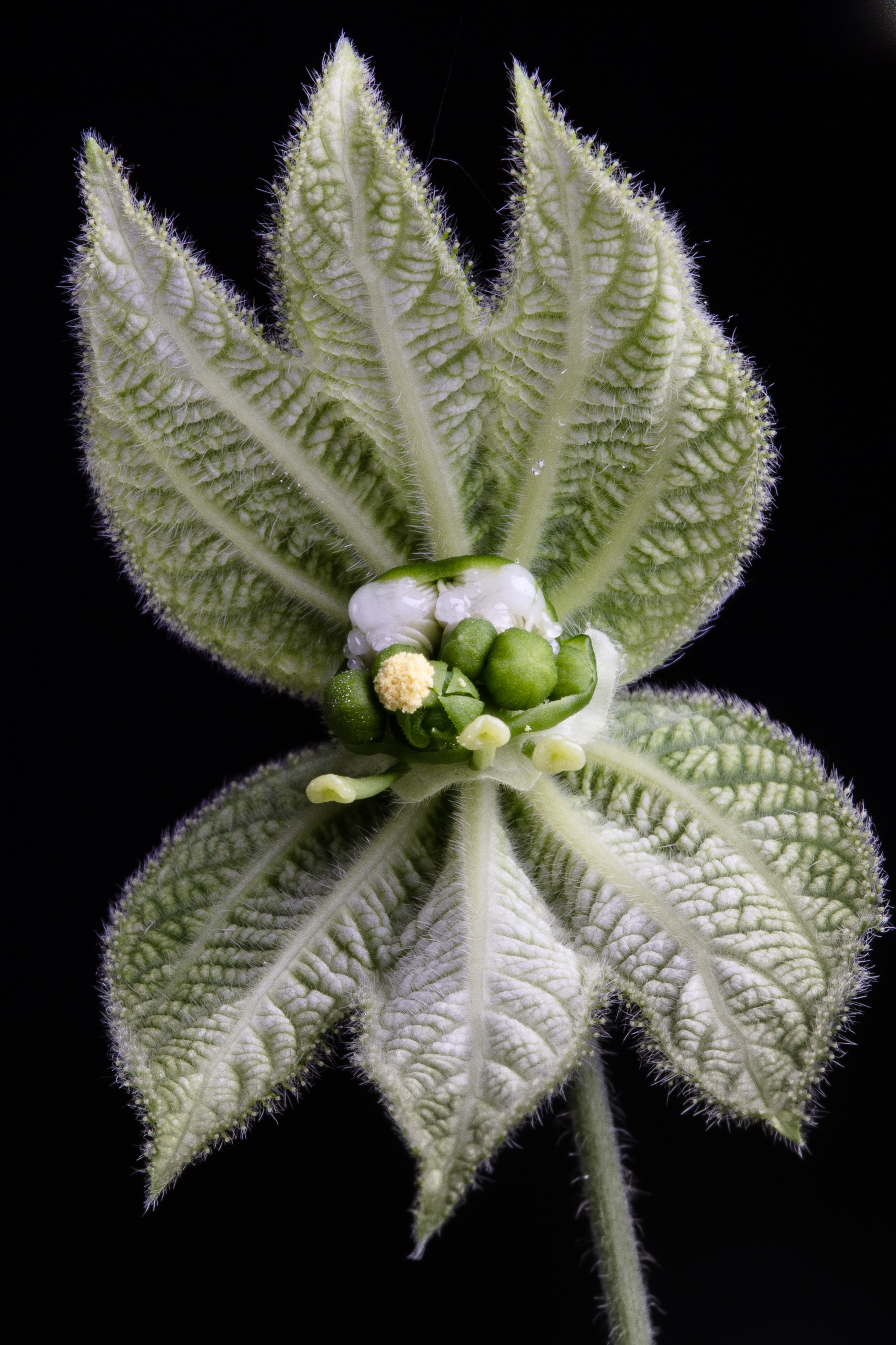 Christophe Pelabon experiments with the Dalechampia blossoms. Photo: Per Harald Olson/NTNU