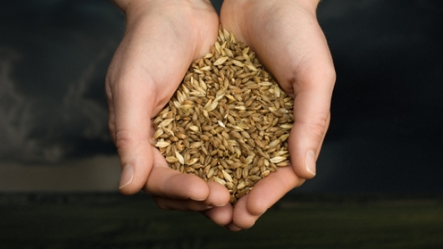 Cupped hands holding grains. Dark background.